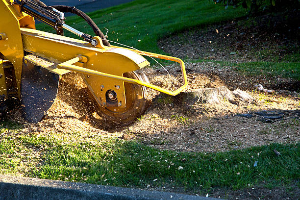 Lawn Drainage Solutions in Woburn, MA