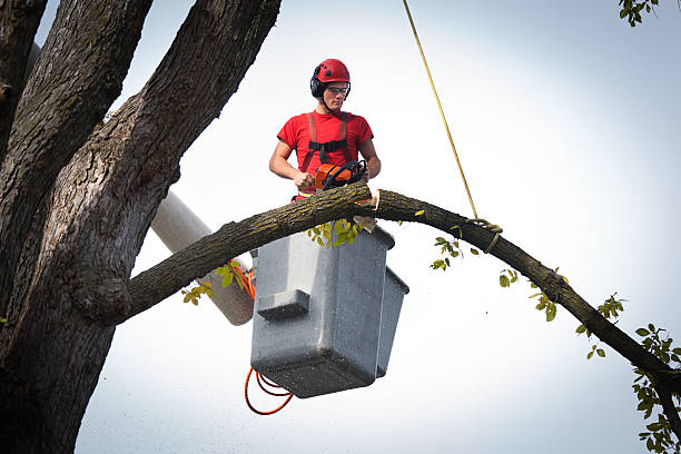 How Our Tree Care Process Works  in  Woburn, MA