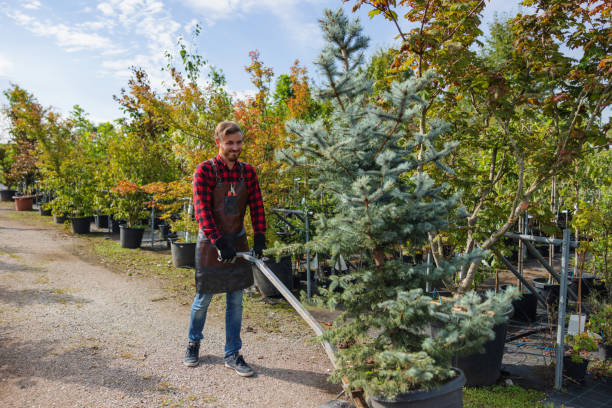  Woburn, MA Tree Removal Pros